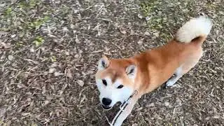 Shiba Inu Freezes When Treats Are Delayed | Funny & Cute Dog Moment