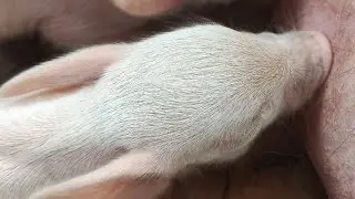 Life in the Village- Raising Baby Pigs 🐷