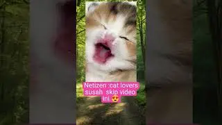 anak kucing meong meong #cat #oyen #kucing #kitten