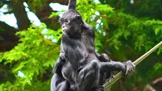  The critically endangered black spider monkey