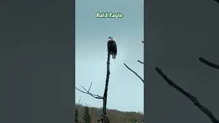 Bald Eagle Perched At The Top Of Tall Dead Tree