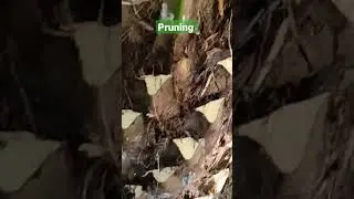 Pruning Kelapa Sawit Pendek (usia 5 tahun), belum pernah tersentuh pruning sejak ditanam🤦🤦🤦