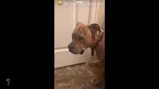 Dogs is having regrates following owner into the bathroom LoL