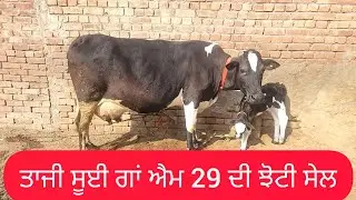 9855841850 ਗਾ ਤੇ ਝੋਟੀ ਸੇਲ#cow #baffalo #🙏❤️❤️🙏👍🙏🙏🙏