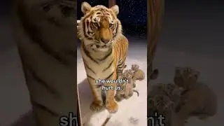 Injured Tiger Brought Her Cubs To My Door (Fictional Short Film) #rescue #tiger #wholesome