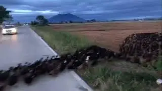 Flock of Ducks Crossing the Road