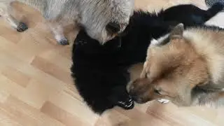 2 chiots Eurasiers f&eacute;roces