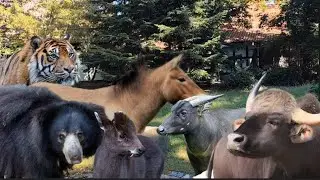 Zoologischer Garten Berlin  ITA Ep 7 : Attraverso l'Asia 