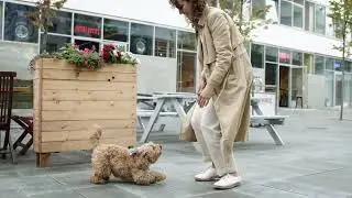 animals with rhythmic music
