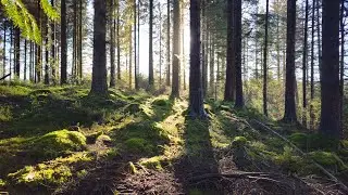 Hindhope Waterfall Walk in Kielder Forest Northumberland