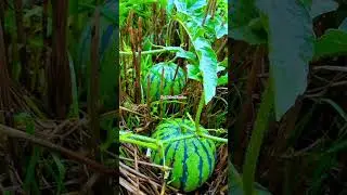 #tarboz#watermelon#harvesting #shortvideos #trending #garden