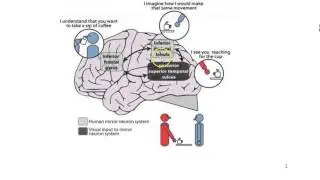 empathy mirror neuron action