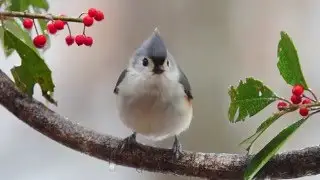 Save Birds: WindowAlert Products and Installation