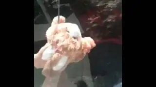 Sky diving bunny