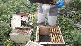 Promoting a colony to a full hive