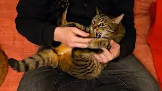 Stop resist! Must bite now!