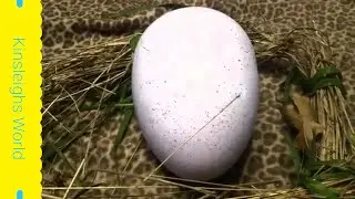 RARE UNICORN EGG FOUND AND HATCHES!!!