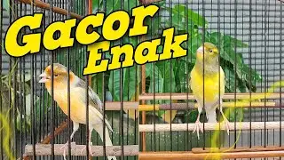 SUARA KENARI GACOR AUTO NYAUT NGEROLL GACOR KENARI MANASAJA DENGAN bunyi KENARI ini