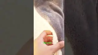 stylish home throw, #shorts #viral #tiktok
