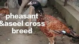 pheasant & aseel cross breeding