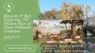 Webinar: Blossoms & Bees: Exploring 150 Million Years of Plant-Pollinator Evolution - Taylor Roman