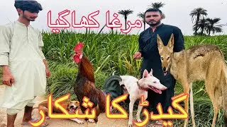 jackal or wolf ka shikar گیدڑ کا شکار