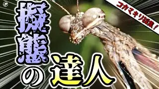 コカマキリの採集は意外と難しい❓視聴者さんからのアドバイスを参考に本気で探してみた！