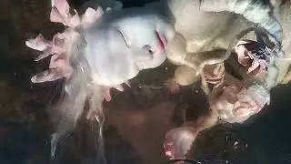 СНЫ река