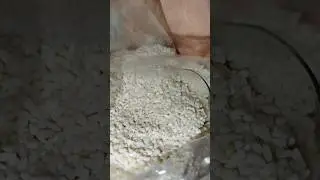 Asmr raw rice sounds|beras baru| menir ketan | broken rice #asmr #food #beras #rice #shorts #mukbang