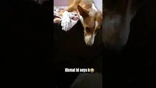 kismat hi soya hai😂#shorts #ytshorts #petparentlife #dog #pets #funny #trending
