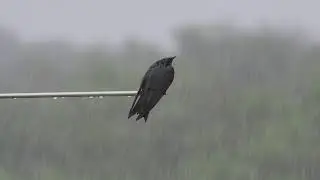 Purple Martins (progne subis) not particularly enjoying the rain
