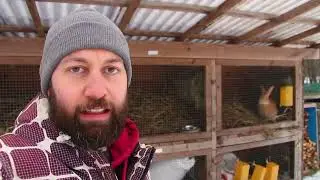 Přípravy na připuštění králíků