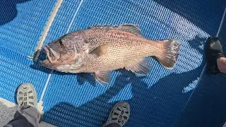 [호주 배낚시] My first fishing charter in Perth #낚시 #fishing #배낚시 #fishingcharter #dhufish #australia