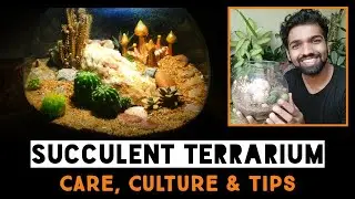 DIY Succulent Or Desert Terrarium / Care, Culture & Tips / Nandanam Exotics / By Nirmal kumar