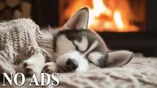 Dog Calming Music🦮Anti Separation Anxiety Relief 🐾Gentle Nighttime Help💖 Deep Sleep🐶