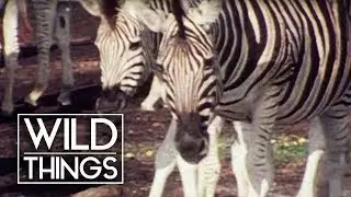 The Waterhole [Survival One Hour Documentary] | Wild Things