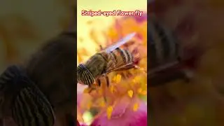 What strange eyes it has #macrovideo #flowerfly