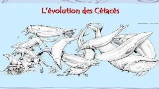Origine et &eacute;volution des baleines et des dauphins