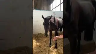Equine Reiki session with Jaffa