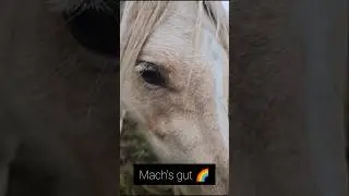 PonyAlarm, Schock f&uuml;r alle - Herzfehler... wir werden Dich vermissen... RIP 😞🌈