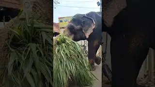 🐘 #shorts #elephant #kerala #festivalvibes #aanapranthan #aanapremi #koodalmanikyam #templesofkerala