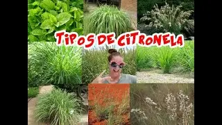 🌾🆃🅸🅿🅾🆂 🅳🅴 🅲🅸🆃🆁🅾🅽🅴🅻🅰🌾 ℂ𝕚𝕥𝕣𝕠𝕟𝕖𝕝𝕒, 𝕝𝕚𝕞𝕠𝕟𝕒𝕣𝕚𝕒, 𝕝𝕖𝕞𝕠𝕟𝕘𝕣𝕒𝕤𝕤, 𝕥𝕠𝕣𝕠𝕟𝕛𝕚𝕝, 𝕔𝕚𝕥𝕣𝕠𝕟𝕖𝕣𝕒, 𝕝𝕚𝕞𝕠𝕟𝕔𝕚𝕝𝕝𝕠, 𝕔𝕒&ntilde;𝕒 𝕤𝕒𝕟𝕥𝕒