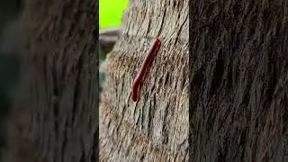 Peeking at a millipede walking #millipede  #shortvideo #animals
