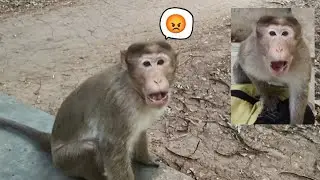 Angry monkey funny video, monkey attacking people 