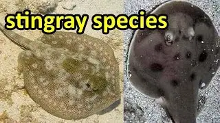Top 5 stingray species in the ocean