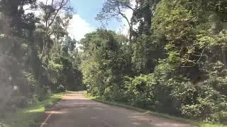 A Drive through Kibale National Park / Home to Chimpanzees