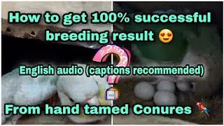 Breeding tamed Conure explained step by step with proof || 100% fertile eggs || English || India