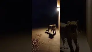 😱 Tiger Walking Outside a House at Night! | Shocking Footage 🐅🌙