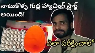 Egg Candling Day 1 to 21 🔦 | Incubator lo Chicken Eggs Growth Full Process | Nattukollu Egg Test