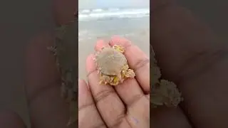 rescue yellow crab #shorts